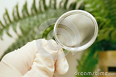 Botany Stock Photo