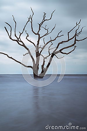 Botany Bay Beach Boneyard 2 Stock Photo