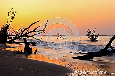 Botany Bay Boneyard Beach, Edisto Island Stock Photo