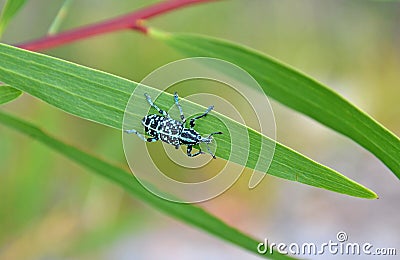 Botany Bay Weevil on leaf Stock Photo