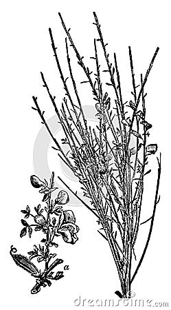 Botany, broom, common, plant, Cytisus, Scoparius, flower vintage illustration Vector Illustration