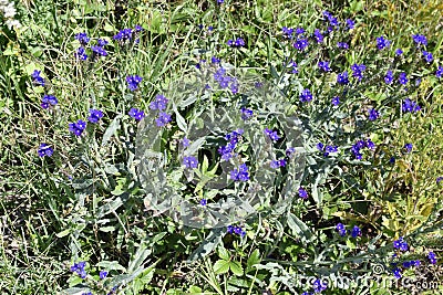 Botany, Common Bugloss flower Stock Photo