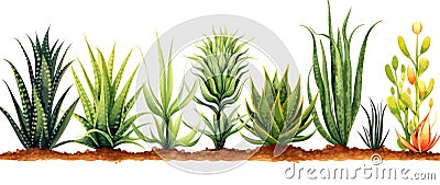 Botany organic growth desert garden green succulent cactus background flower leaf nature plant aloe Cartoon Illustration