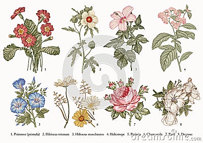 Botany Set flowers Drawing engraving Vector victorian Illustration Primrose Hibiscus Heliotrope Petunia Chamomile Rose, Dogrose Vector Illustration