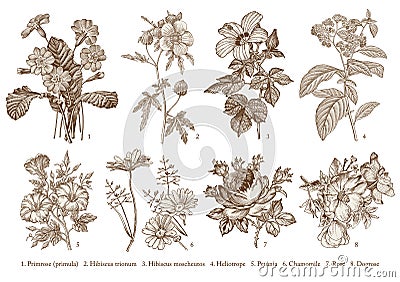 Botany Set flowers Drawing engraving Vector victorian Illustration Primrose Hibiscus Heliotrope Petunia Chamomile Rose, Dogrose Vector Illustration