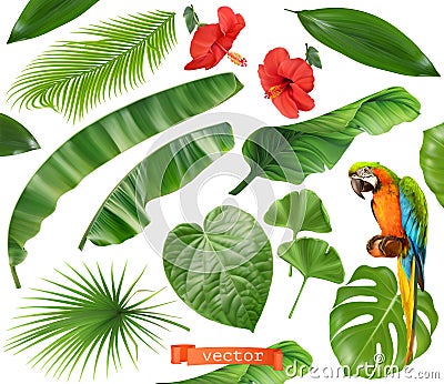 Botany. Set of leaves and flowers. Tropical plants. 3d realistic vector icons Vector Illustration