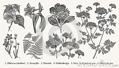 Botany Set tropical isolated flowers Amaryllis Waratah Hibiscus Wahlenbergia Fern Hemlock Vector Illustration Drawing engraving Vector Illustration
