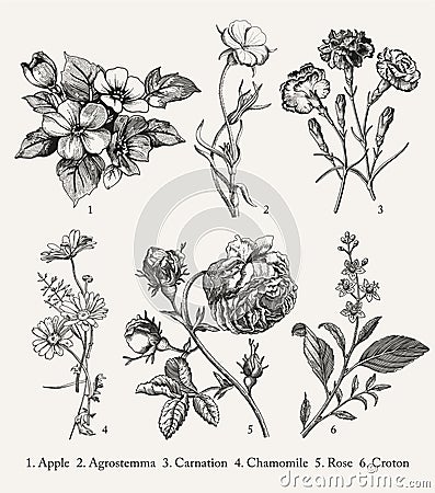 Botany Set vintage realistic isolated flowers Drawing engraving Vector Illustration Apple Agrostemma Carnation Chamomile Rose Vector Illustration