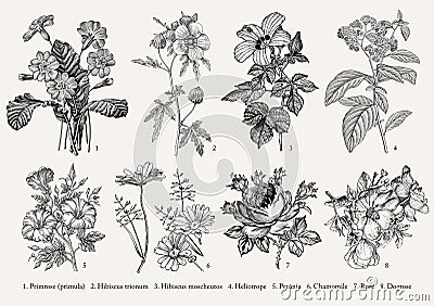 Botany Set flowers Drawing engraving Vector victorian Illustration Primrose Hibiscus Heliotrope Petunia Chamomile Rose, Dogrose Vector Illustration