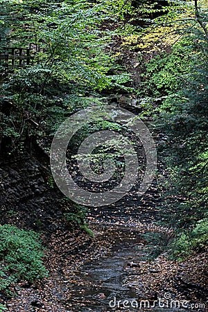 Green and yellow leaves over a leafy waterfall - MORNING Stock Photo