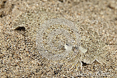 Bothus mancus Flowery Flounder Peacock Flounder Stock Photo