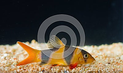 Botia fish. Stock Photo