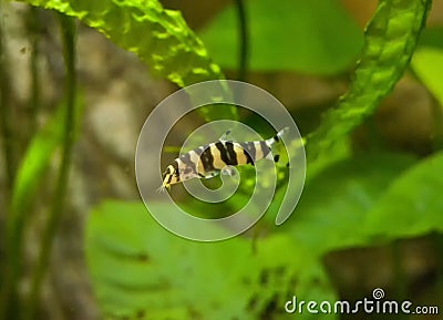 Botia with green, aquarium background. Shallow dof.The clown loach (Chromobotia macracanthus), or tiger botia, is a tropical Stock Photo