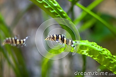 Botia with green, aquarium background. Shallow dof.The clown loach (Chromobotia macracanthus), or tiger botia, is a tropical Stock Photo