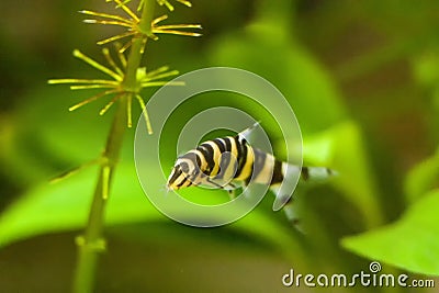 Botia with green, aquarium background. Shallow dof.The clown loach (Chromobotia macracanthus), or tiger botia, is a tropical Stock Photo