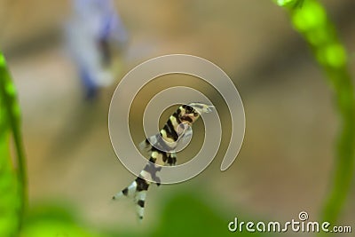 Botia with green, aquarium background. Shallow dof.The clown loach (Chromobotia macracanthus), or tiger botia, is a tropical Stock Photo