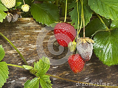 Botrytis Fruit Rot or Gray Mold of strawberries Stock Photo