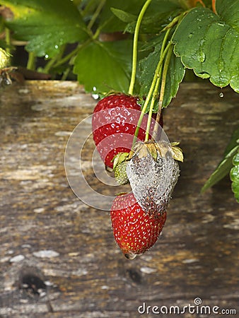 Botrytis Fruit Rot of Strawberries Stock Photo