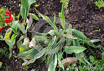 Botrytis tulipae is fungus that causes disease called tulip fire of flower tulipsTulipa. Stock Photo