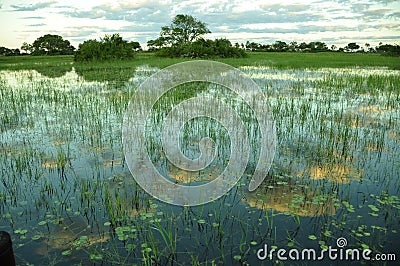 Botswana: Boattrip at sunset in the Okavango-Delta-swamps. Stock Photo