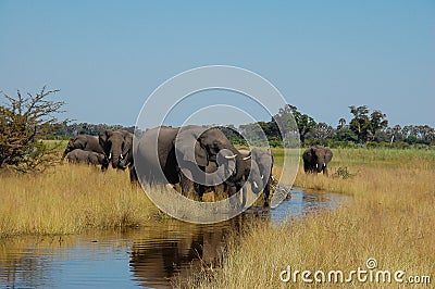 Botswana herd of Elephants drinking water in creek Stock Photo