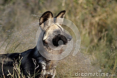 Botswana: Wilddog in the Kalahari Stock Photo