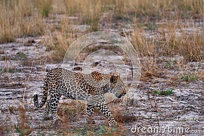 Botswana wildlife. Leopard, Panthera pardus shortidgei, grass walk nature habitat, big wild cat in the nature habitat, sunny day Stock Photo
