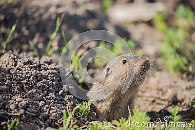 Botta's Pocket Gopher - Thomomys bottae Stock Photo