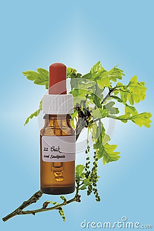 Bottle with Bach Flower Stock Remedy, Oak (Quercus), close-up Stock Photo