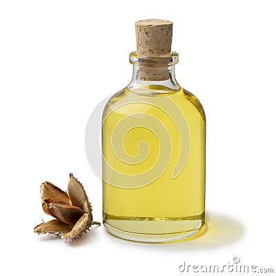 Bottle beech nut oil and a single beechnut on white background Stock Photo