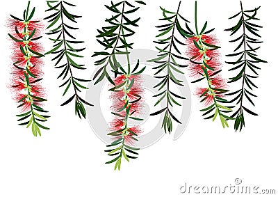 Bottle bruch flower or red callisemon flower on white background Vector Illustration