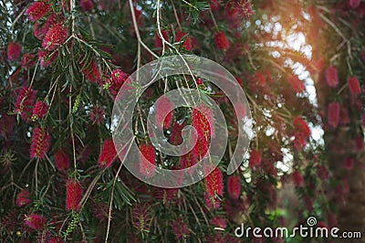 Bottle brush tree/Beauty exotic red flower of bottle brush tree. Stock Photo