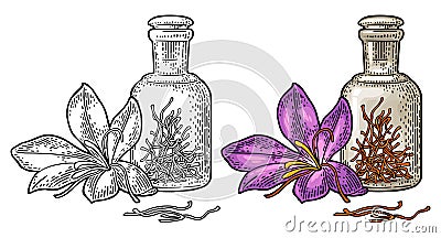 Bottle with dry threads. Saffron flower with stamens. Engraving Vector Illustration
