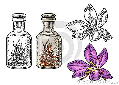 Bottle with dry threads. Saffron flower with stamens. Engraving Vector Illustration