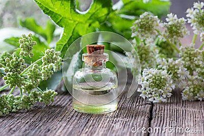 A bottle of essential oil with blooming angelica plant Stock Photo