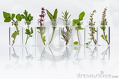 Bottle of essential oil with herb holy basil leaf, rosemary,oregano, sage,basil and mint on white background. Stock Photo