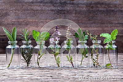 Bottle of essential oil with herbs holy basil flower, basil flow Stock Photo