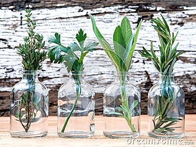 Bottle of essential oil with herbs rosemary, sage,parsley and t Stock Photo