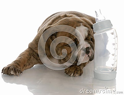 Bottle feeding young puppy Stock Photo