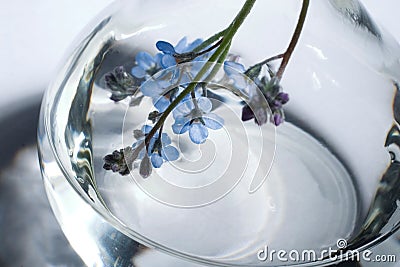 Bottle with flower and liquid Stock Photo