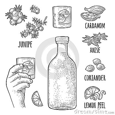 Bottle gin, lime, anise, cardamom, lemon, coriander, juniper. Vintage vector engraving Vector Illustration