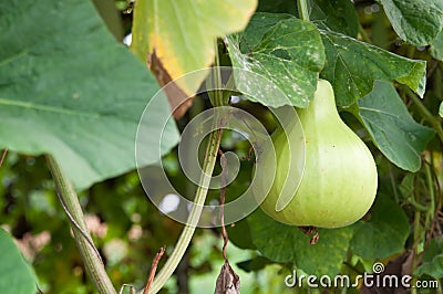 Bottle Gourd Stock Photo