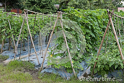 Bottle gourd grow in garden. organic brinjal eggplant in farm. Stock Photo