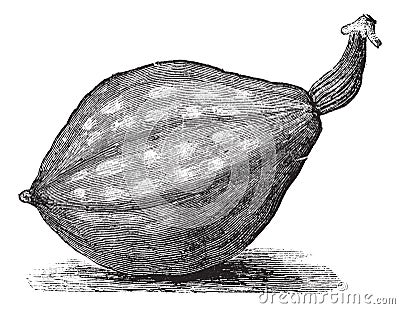 Bottle gourd or Lagenaria siceraria vintage engraving Vector Illustration