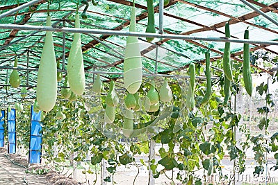 Bottle gourd, smooth loofah and winter melon Stock Photo