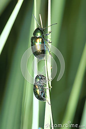 Bottle-green beetles Stock Photo