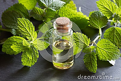 A bottle of melissa essential oil on dark background Stock Photo