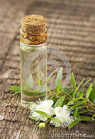 Bottle with mirtle essential oil, myrtle flowers and leaves on a branch on wooden rustic background Stock Photo