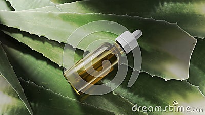 Bottle natural oil aloe, medicine beauty health, background, liquid cosmetic serum. Glass Bottle, care organic herbal, treatment Stock Photo