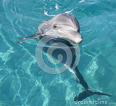 Bottle-nosed dolphin Stock Photo